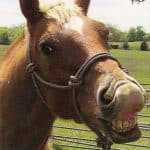 Talking Horse Testimonial - www.VanAlstyneHomes.com Speaking Of Keith