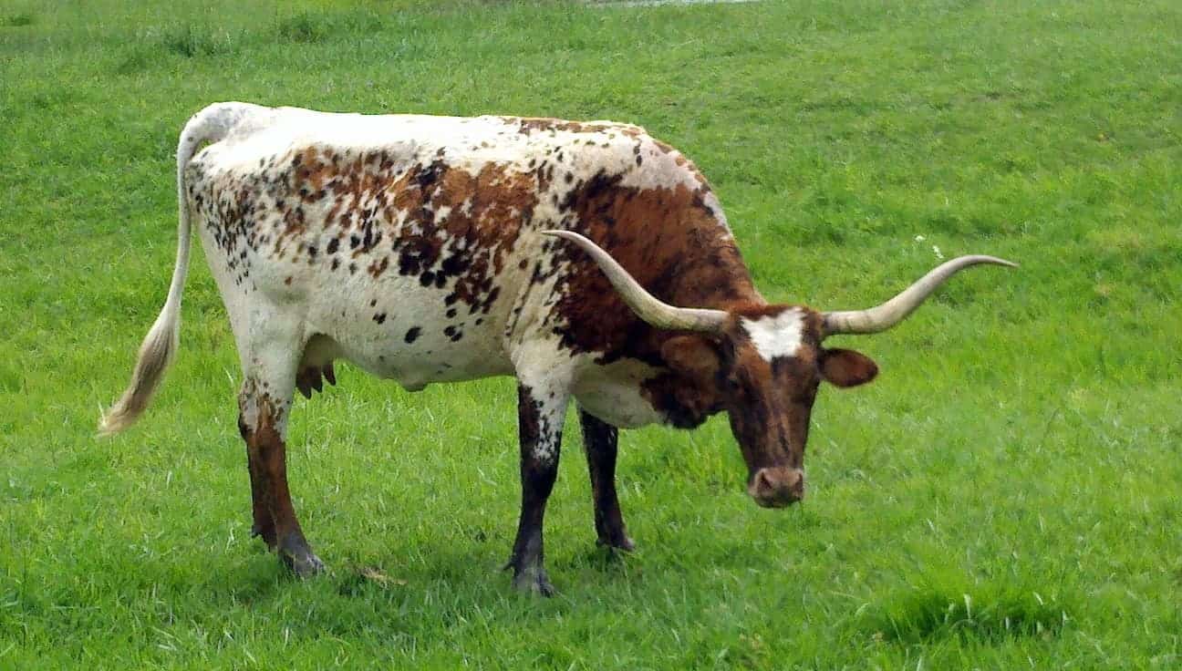 Longhorn In Pasture East Of Van Alstyne